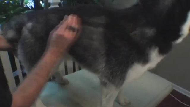 FURminator Curry Comb - A Petco Product Feature смотреть онлайн