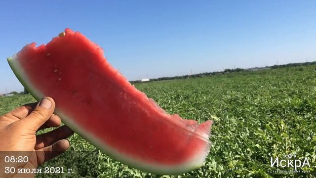 Арбуз Там Там (Enza Zaden)