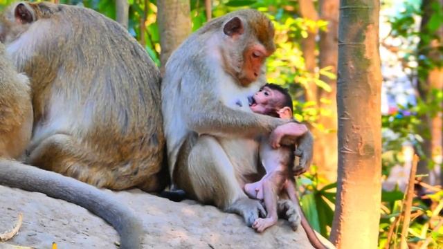 No milk for baby monkey, Mother not yet allow смотреть онлайн