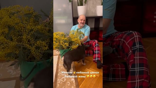 Мимоза для Любимой ☝️Другие цветы на 8марта не принимает 🤗 смотреть онлайн