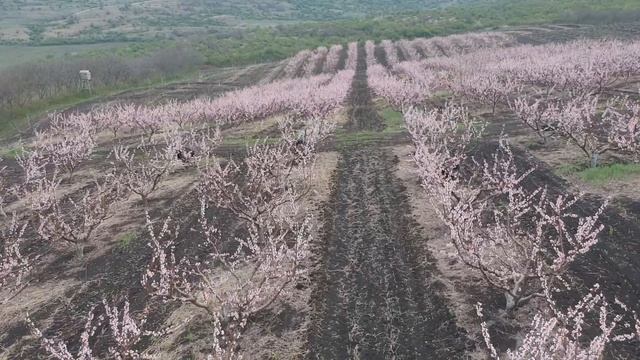 "Livada de vis". (DJI SPARK) смотреть онлайн