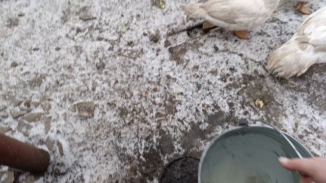 Жизнь моя в деревне.С опозданием в неделю. смотреть онлайн