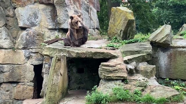 Притча. Трое и медведь смотреть онлайн