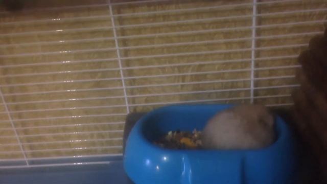 Хомка кушает на камеру :-) смотреть онлайн
