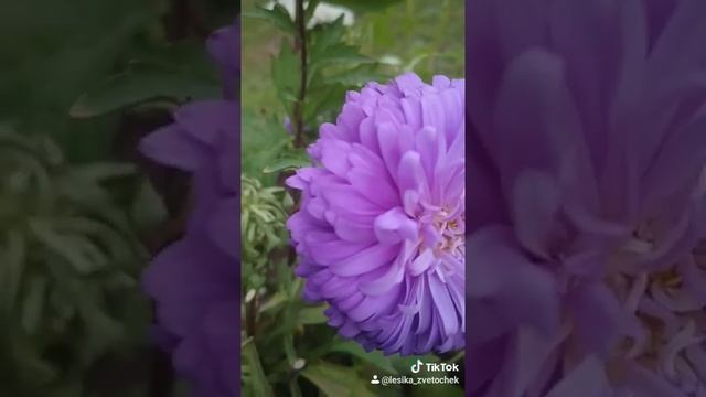 Астра лилак смотреть онлайн