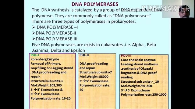 DNA Replication in Prokaryotes смотреть онлайн