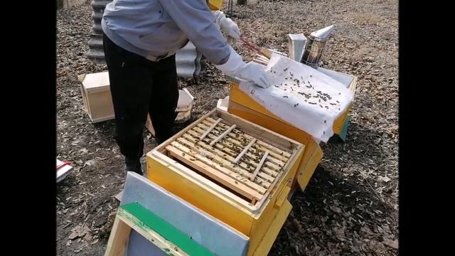 Весенние работы на пасеке и первые проблемы смотреть онлайн