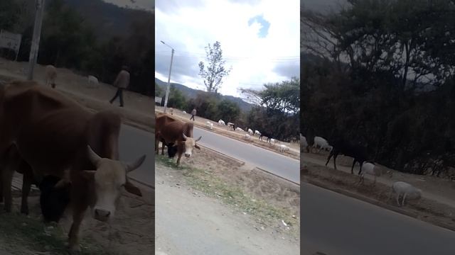 Live stock keeping is dominant in most communities in Kenya