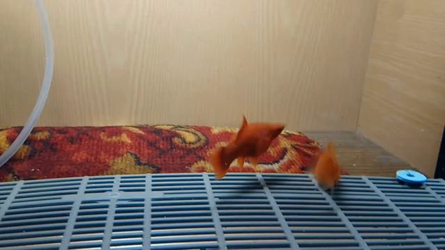 Меченосцы на нерест.