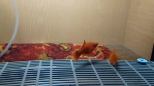 Меченосцы на нерест.