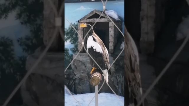 Красавец белоплечий орлан-хозяин сахалинского неба! смотреть онлайн