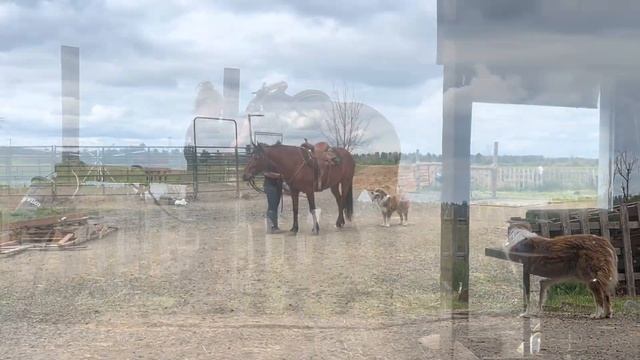 Freya 8 year old grade mare смотреть онлайн