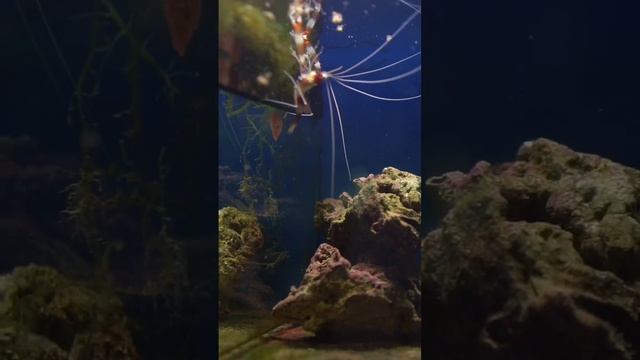 Вкусный завтрак у креветки-боксёра  #fish  #aquarium #seaaquarium #аквариум #креветка #креветки