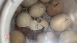 How are chickens born in an incubator? Как рождаются цыплята в инкубаторе?