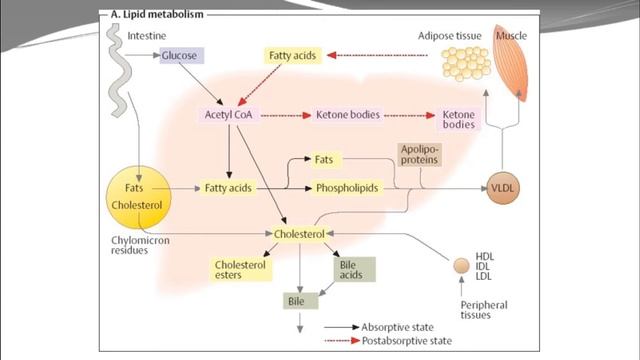 LIVER BIOCHEMISTRY || FUNCTIONS OF LIVER || LIVER IN DETOXIFICATION PROCESS || смотреть онлайн