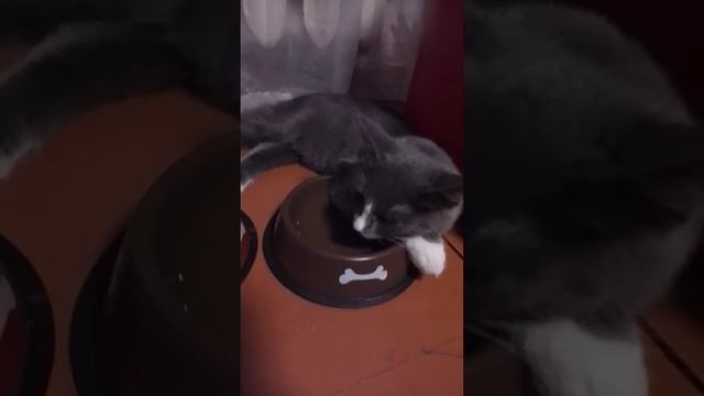 Охрана мисок)#котята #cat смотреть онлайн