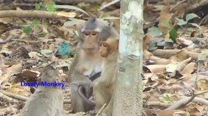 Welcome To Lovely Monkey Pre Record Talking About Amber Troop Including Robert and Sok Condition.