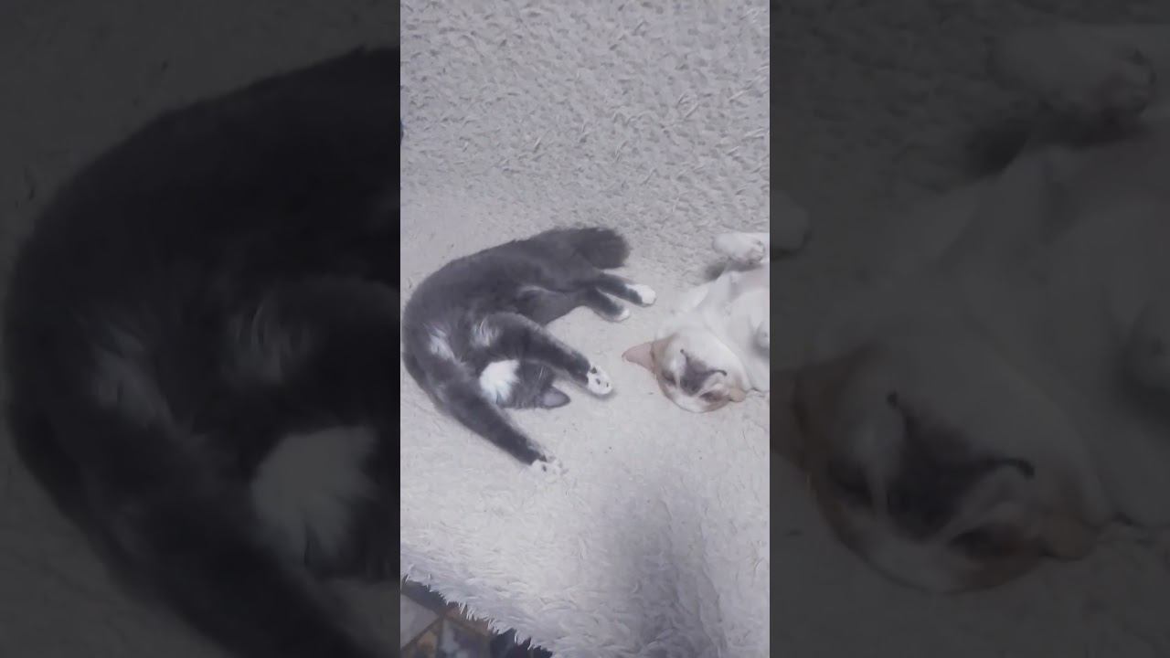 Друзья отдыхают)#котята #cat #dog смотреть онлайн