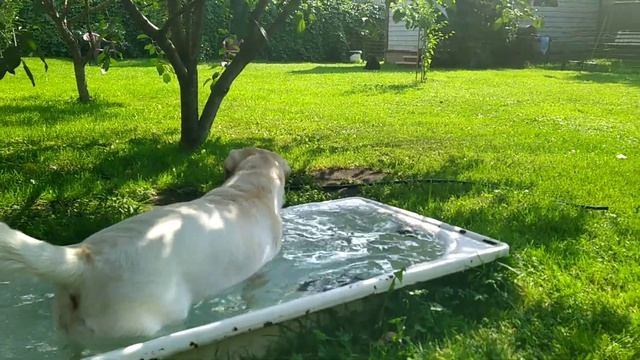 Собака купается смотреть онлайн