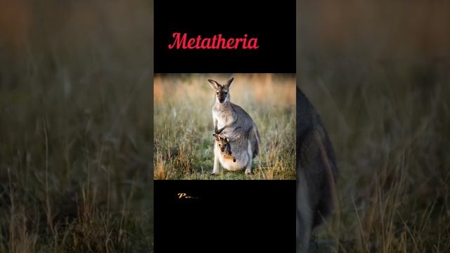 Prototheria, Metatheria & Eutheria #biologyneetview