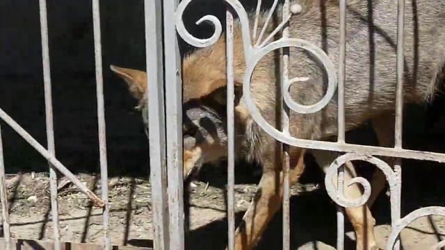 Волк в клетке 8 смотреть онлайн