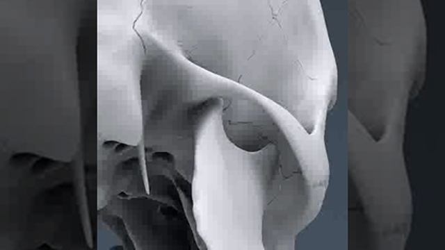 Human Skull - Anatomy 3D model from CGTrader.com смотреть онлайн