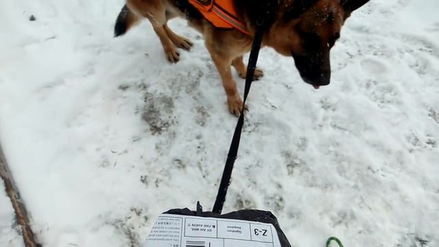 Ходили на почту с Акбарином))) смотреть онлайн