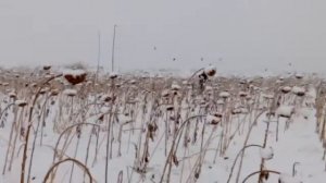 Ловля щеглов.