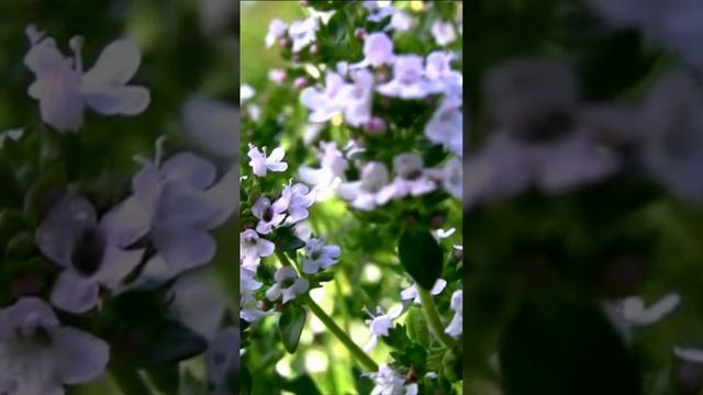 Тимьян (Чабрец). Дмитрий Шлапак смотреть онлайн