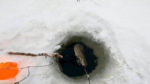 Рыбалка у чёрной дыры. Ловля налима. Сорок вторая серия.