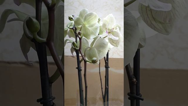 Мои Орхидеи новинки из ТЦ Леруа Мерлен 🔥🌼 смотреть онлайн