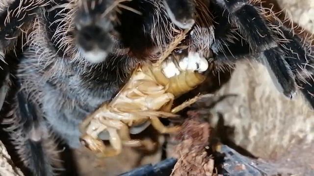 Фелиция ужинает Аргентинским тараканом. Tliltocatl albopilosus L13. смотреть онлайн