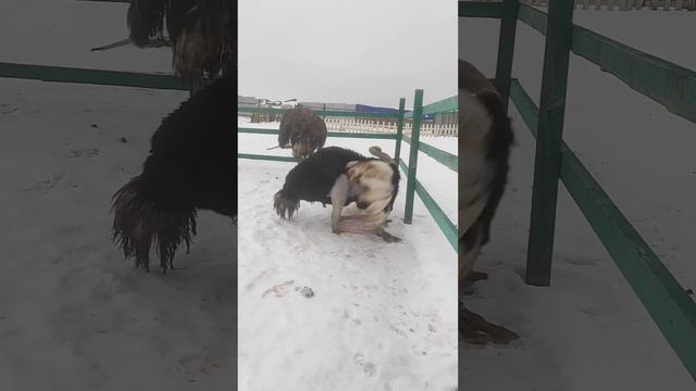 страус танцует? 12.22г. смотреть онлайн