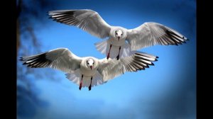 Крик пролетающей чайки