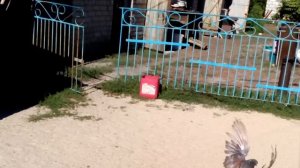 Голуби Лозоватского.Фильм 50