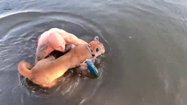 Идем купаться! Пума Месси на речке123 смотреть онлайн