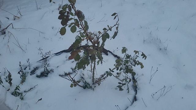 Снимаю показания/Лето в теплице/ Ноу хау для роз смотреть онлайн