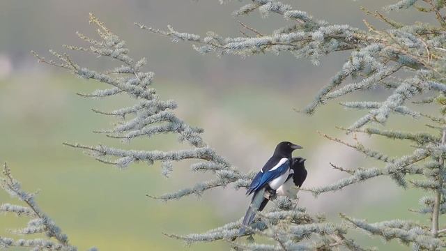 Птички невилички смотреть онлайн