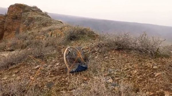 шикори кабг охота на куропатка