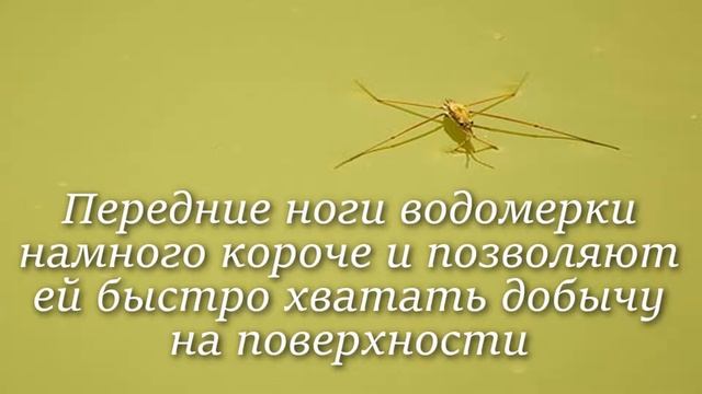 Водомерка. Интересно знать #водомерка смотреть онлайн