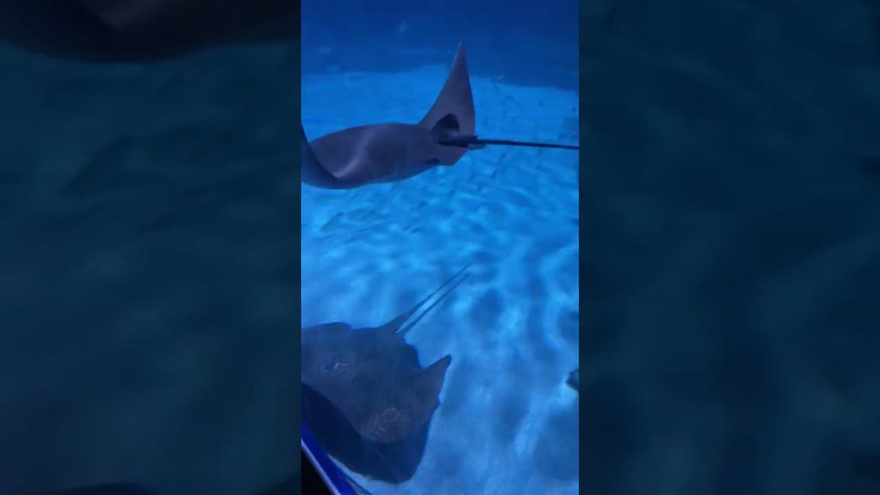 Океанариум на Пхукете / часть 4 #ешсереж #ежсереж #ешсережвтае #тайланд #пхукет смотреть онлайн