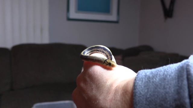 Reptile Reality-Radiated Ratsnake Babies смотреть онлайн