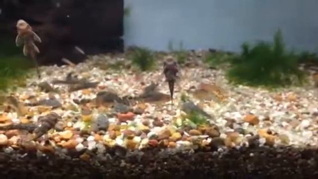 Cory gossei смотреть онлайн