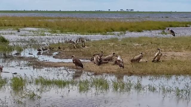 Chobe Botswana - Crocodile eats Buffalo steak in Chobe River Apr 2016 смотреть онлайн