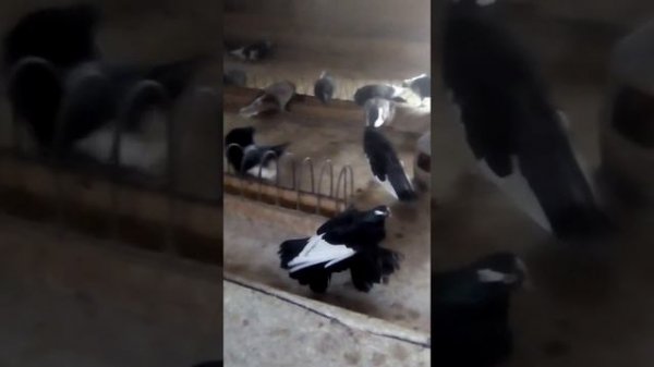 Курские голуби