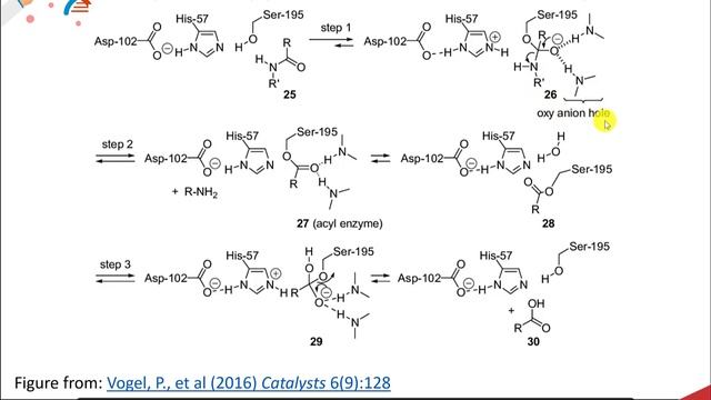 CH450 Chapter 7.2 and 7.3 Catalytic Mechanisms of Enzymes: Chymotrypsin смотреть онлайн