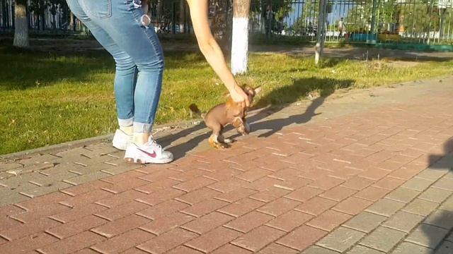 Маленький Рыжий смотреть онлайн