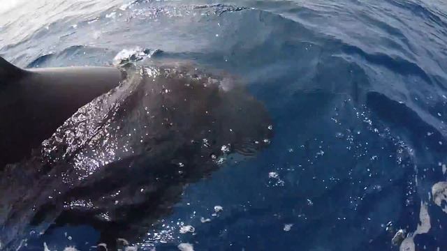 GoPro - Arc Mayotte - Episode 04 - Orca смотреть онлайн