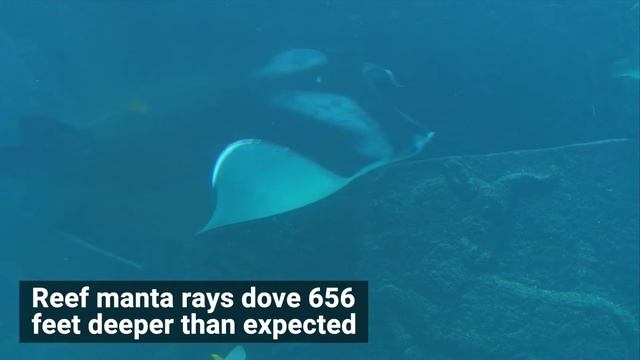 Manta Rays Dive Up to 2,000 Feet At Night смотреть онлайн
