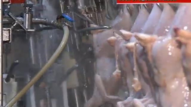 Почти 200 вопросов – итог прошедшей накануне в эфире НТ программы «Губернатор. Диалог с областью» смотреть онлайн